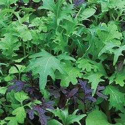Salad Leaves 'Speedy' (Start-A-Garden™ Range)