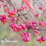 Euonymus europaeus 'Red Cascade'