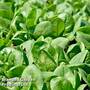 Spinach 'Santa Cruz' F1