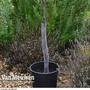 Spiral Tree Guard