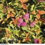 Spiraea japonica 'Firelight'