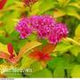 Spiraea japonica 'Magic Carpet'