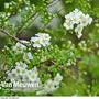 Spiraea 'Arguta'