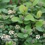 Spiraea betulifolia 'Tor'