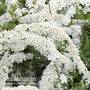 Spiraea x cinerea 'Grefsheim'