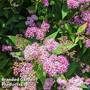 Spiraea japonica 'Odensala'