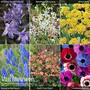 Spring Flowering Bulb Collection