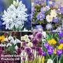 Spring Bulb Bundle
