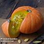 Squash 'Kabocha' (Japanese Pumpkin)