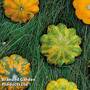 Patty Pan Squash 'Green Disc' F1