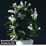 Stephanotis floribunda On A Hoop (House Plant)