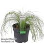 Stipa tenuissima 'Ponytails'