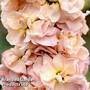 Column Stock 'Apricot'