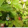 Woodland Strawberry