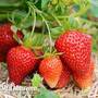 Strawberry 'Albion' (Everbearer/ All Season)