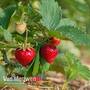 Strawberry 'Mara des Bois'