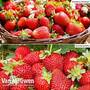 Strawberry Collection