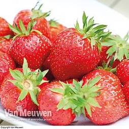 Strawberry 'Anais' (Everbearer/ All Season)