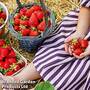 Strawberry 'Symphony'