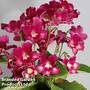 Streptocarpus 'Adele'