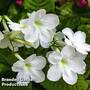 Streptocarpus 'Albatross'