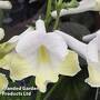 Streptocarpus 'Luna'