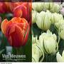Tulip 'Striking Collection'