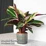 Stromanthe sanguinea 'Triostar'