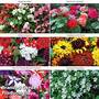 Summer Bedding Collection