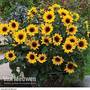 Sunflower SunBelievable™ 'Brown Eyed Girl'