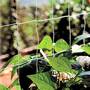 Pea and Bean Netting