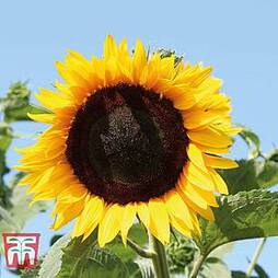 Sunflower 'High Hopes'