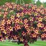 Petunia 'Surfinia Star Burgundy'