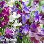Sweet Pea Duo