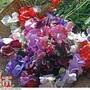 Sweet Pea 'Floral Tribute'