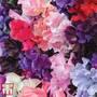 Sweet Pea 'T&M Prize Strain Mixed'