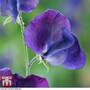 Sweet Pea 'King Size Navy Blue'