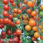 Sweetest Tomato Duo