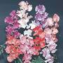Sweet Pea 'Fragrant' (Start-A-Garden™ Range)