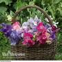 Sweet Pea 'Sweet Dreams' (Seeds)