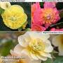 Begonia Sweet Spice Trio