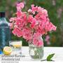 Sweet Pea 'Tickled Pink'