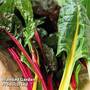 Swiss Chard 'Bright Lights'