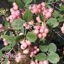 Symphoricarpos x doorenbosii 'Mother of Pearl'