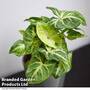 Syngonium 'Pixie'