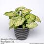 Syngonium 'White Butterfly'
