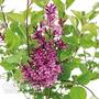 Lilac 'Bloomerang Pink Perfume'
