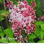 Lilac 'Superba'
