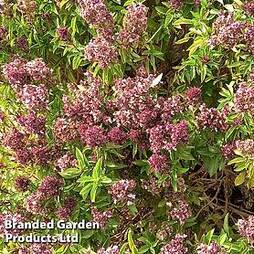 Lilac 'Bloomerang Dark Purple'