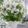 Syringa meyeri 'Flowerfesta' White'